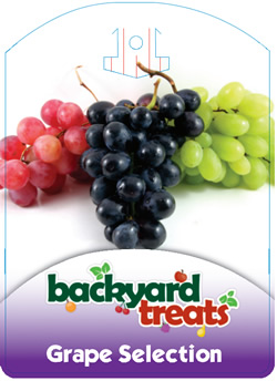 Backyard Treats - Grape selection vitis spp.