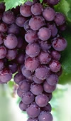 Backyard Treats - Grape selections
