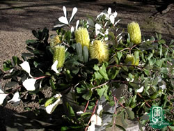 Banksia integrifolia (prostrate selection) Ausplant Nursery