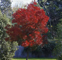 Fraxinusangustifolia 'Raywood' Ausplant Nursery Claret Ash