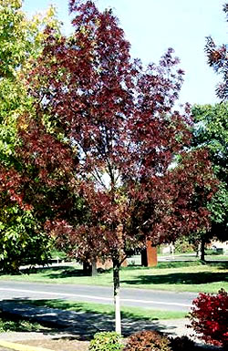 Claret Ash Fraxinusangustifolia 'Raywood' Ausplant Nursery