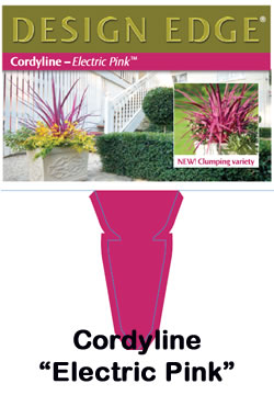 Cordyline Electric Pink