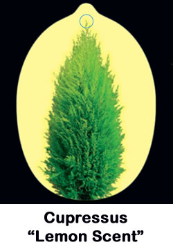 Cupressus Lemon Scent