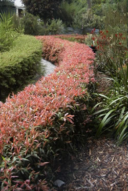 Ausplant Nursery Great Balls of Fire Callistemon