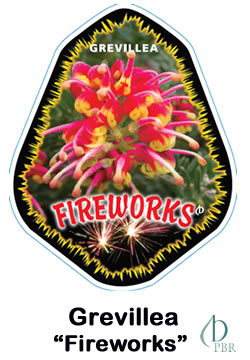 Grevillea Fireworks