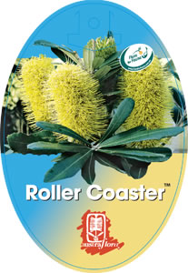 Banksia Roller Coaster - Ausplant Nursery