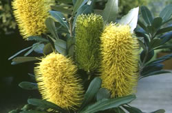 Banksia integrifolia (prostrate selection) Ausplant Nursery