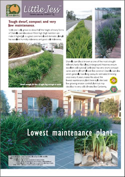 Dianella caerulea Ausplant Nursery