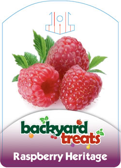 Backyard Treats - Raspberry