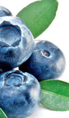 Blackyard Treats Blueberry